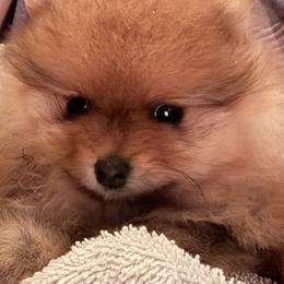 Keeshond and Pomeranian Puppies from Mary Schooner