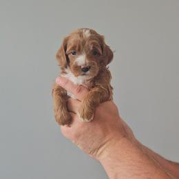Nutmeg-purple - Red  female Goldendoodle puppy in South Jordan, Utah from Lucky Doodle Pups