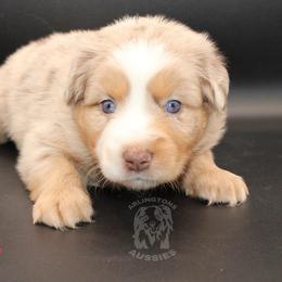 Brick (Gold) - Red merle Miniature Australian Shepherd puppy in Largo, Florida from Arlington's Aussies