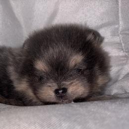 Blue and tan king - Blue and tan male Pomeranian puppy in Fayetteville, North Carolina from Tar-heel Poms