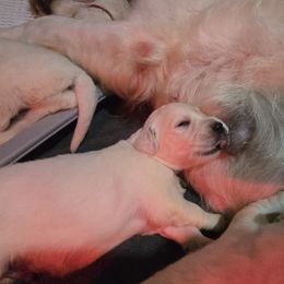 Girl 2 - Light golden female Golden Retriever puppy in Marysville, Washington from Alpine Valley Ranch-European English Cream Golden Retriever