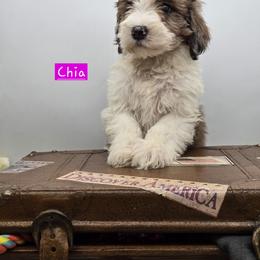 Bernedoodle and Goldendoodle Puppies from Granton Creek