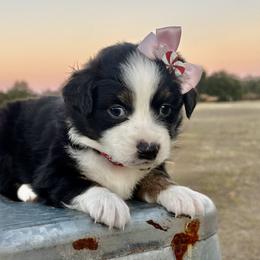 Dark pink - Black tri female Miniature Australian Shepherd puppy in 32046, Florida from River Hill Ranch