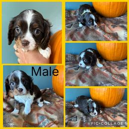 Choc tri yellow collar - Chocolate male Cavalier King Charles Spaniel puppy in Greenleaf, Wisconsin from Ledgetop Family Cavaliers