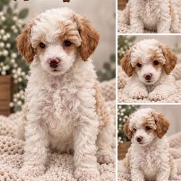 Brahma - Parti male Poodle puppy in Grass Valley, California from Sapphire Ridge Poodles