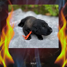 Spark - Fawn sable male Belgian Malinois puppy in Chino, California from BlueStone K9