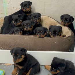 McJagger - Black and mahogany male Rottweiler puppy in Marysville, Washington from Kevin's Rottweilers