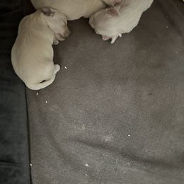 Maltipoo Puppies from Sprouting up Tiny Creations
