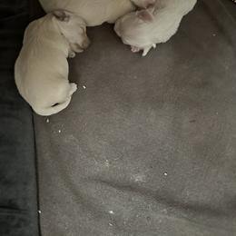 Maltipoo Puppies from Sprouting up Tiny Creations