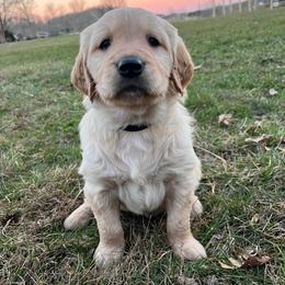 Black - Golden male Golden Retriever puppy in Mount Carmel, Tennessee from HS Goldens
