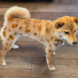 Sachi - Red female Shiba Inu puppy in Denver, Colorado from Diamonds In The Ruff Boston Terriers