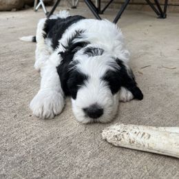 Old English Sheepdog and Sheepadoodle Puppies from Doodlefolk
