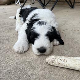 Old English Sheepdog and Sheepadoodle Puppies from Doodlefolk