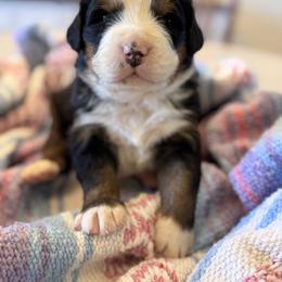 Elinor - Black rust and white female Bernese Mountain Dog puppy in Enterprise, Utah from High Desert Bernese