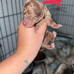 Bella - Brown female Poodle puppy in Mtn Rest, South Carolina from Stocktons Doxies & Poodles