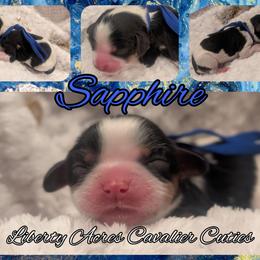 Sapphire - Tri-color female Cavalier King Charles Spaniel puppy in Oppelo, Arkansas from Liberty Acres Puppies
