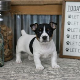 Pembroke Welsh Corgi and Teddy Roosevelt Terrier Puppies from Big Grove Farms