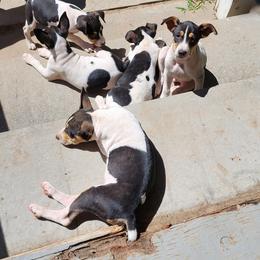 Rat Terrier Puppies from KIMBERLEE NILES