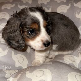 Dachshund Puppies from 4B Dachshunds