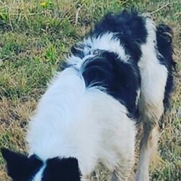 Curly - Border Collie