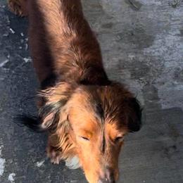 Luie - Dachshund
