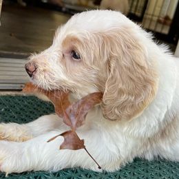 Goldendoodle and Golden Retriever Puppies from Magical Goldens