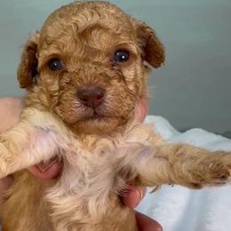 Pumpkin Spice - Red female Cavapoo puppy in Van Alstyne, Texas from Home Grown Puppies
