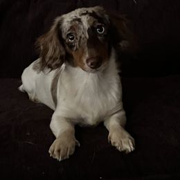 Ezzie - Dachshund