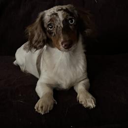 Ezzie - Dachshund