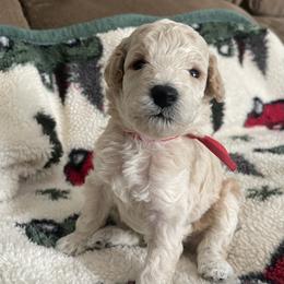 Poodle Puppies from Merrily Miniature Poodles