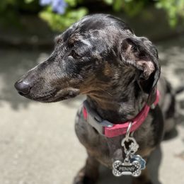 Penny  - Dachshund