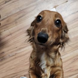 Dachshund All Grown Up from Pats Puppy Love Dachshunds