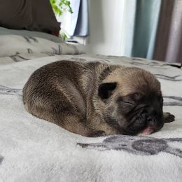 French Bulldog Puppies from PHP's Starbulls