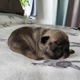 French Bulldog Puppies from PHP's Starbulls