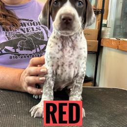 Red Girl - Liver and white female German Shorthaired Pointer puppy in Dearborn, Missouri from Hardwood Kennels