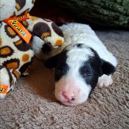 Michelangelo - Black and white male Companion Cross puppy in Macon, Georgia from Shipoo Lane