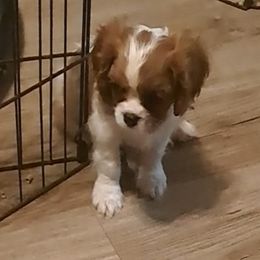Periwinkle - Blenheim male Cavalier King Charles Spaniel puppy in Longview, Texas from Casanova Cavalier King Charles Spaniels
