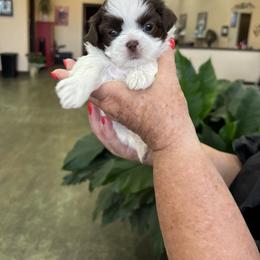 Shih Tzu Puppies from Wood Foo Breeders