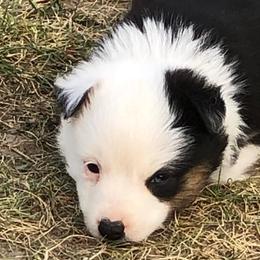 Miniature Australian Shepherds from Big Sky Critter Farm LLC