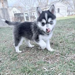 Aurora - Black and white female Pomsky puppy in Valparaiso, Indiana from Valparaiso Pomskys