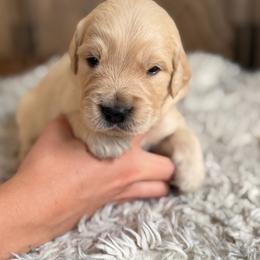4th pick male - Golden male Golden Retriever puppy in Colville, Washington from Columbia Ridge Goldens