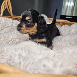 Dachshund Puppies from Pine & Paws Dachshunds