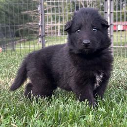 Tide (Lime) - Black male Belgian Sheepdog puppy in Franklin, West Virginia from Wildmour K9