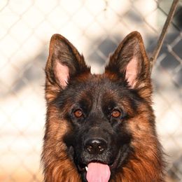 Briska - German Shepherd