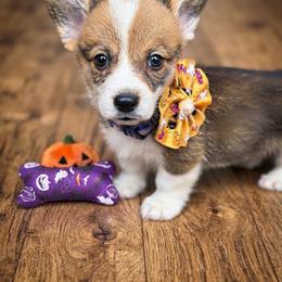 Grits - Sable male Pembroke Welsh Corgi puppy in Saint George, South Carolina from Carolina cotton candy corgis