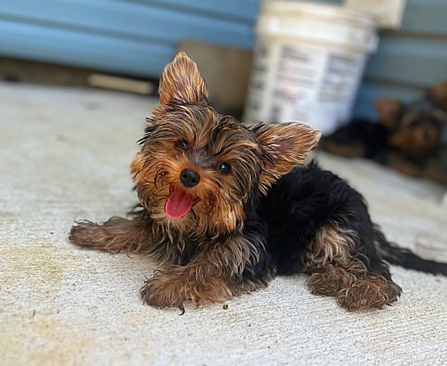 Trixie - $5,500 - Yorkshire Terrier puppy in Clifton, Virginia from Royal Cupids of York