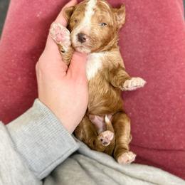 Cubano - Red male Australian Labradoodle puppy in Wamego, Kansas from Doodles of Oz