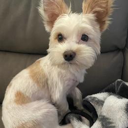 Yorkshire Terriers from Sweet Mercy Paws