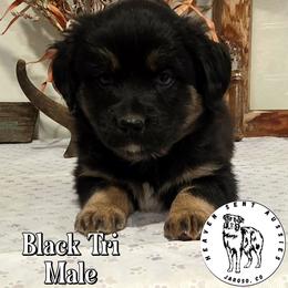 Vern - Black tri male Toy Australian Shepherd puppy in Jaroso, Colorado from Heaven Sent Aussies