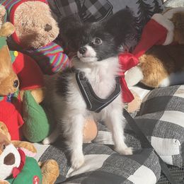 Blake - White and black male Papillon puppy in Benton, Arkansas from Mama's Pride Poms and Paps